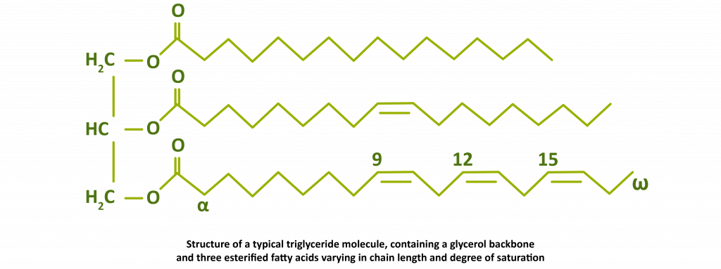 Structure of a typical triglyceride moecule