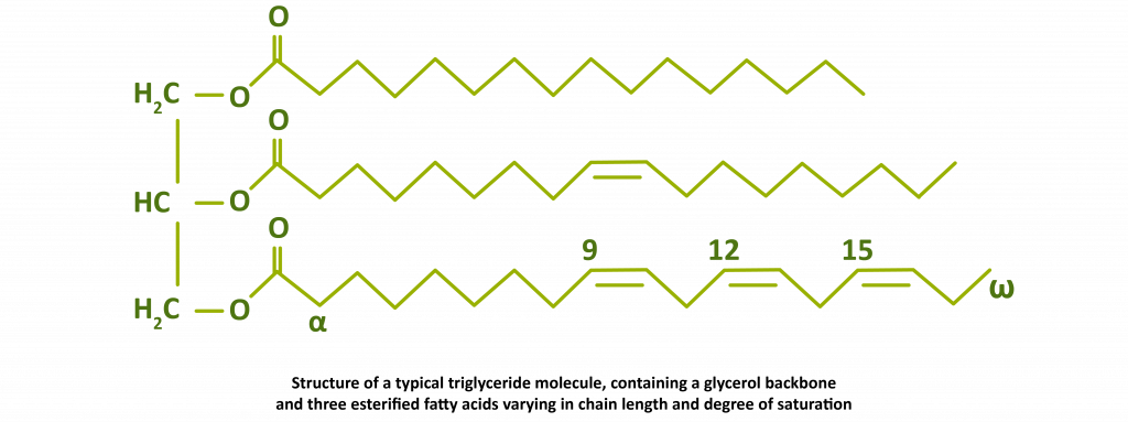 Triglycerides Triglyceride rich Lipoproteins And Remnants 