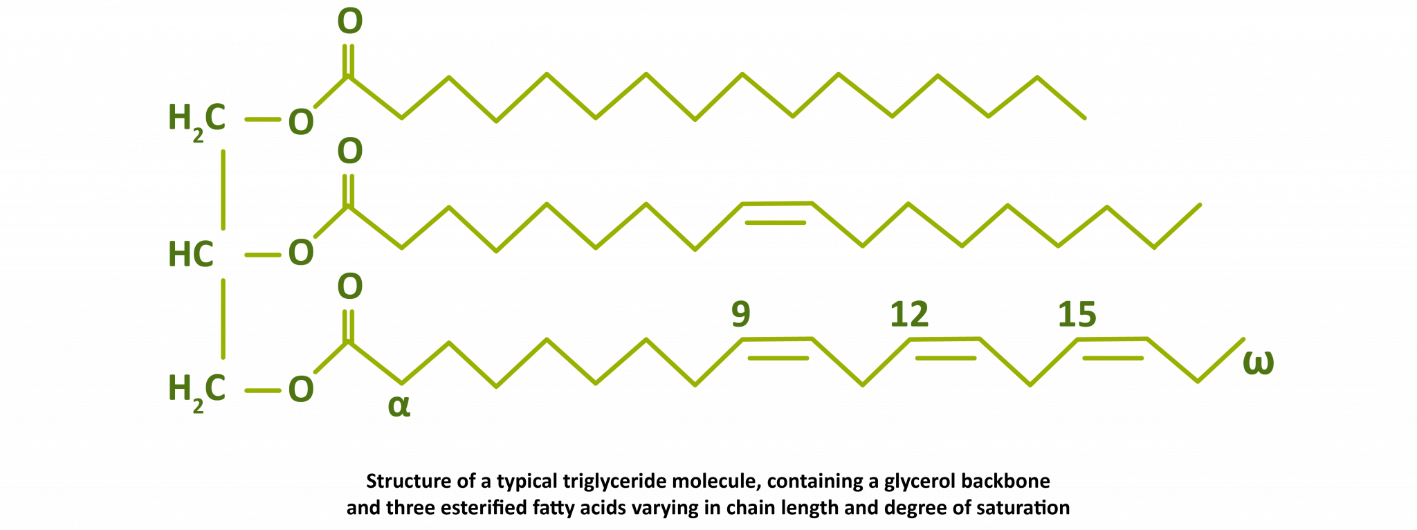 Triglycerides, triglyceriderich lipoproteins and remnants