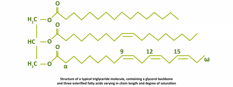 Triglycerides, triglyceride-rich lipoproteins and remnants ...