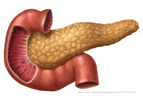 Pancreas