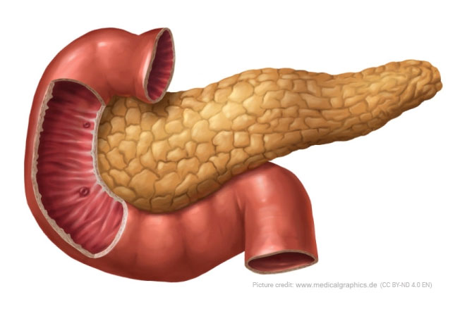 Pancreas